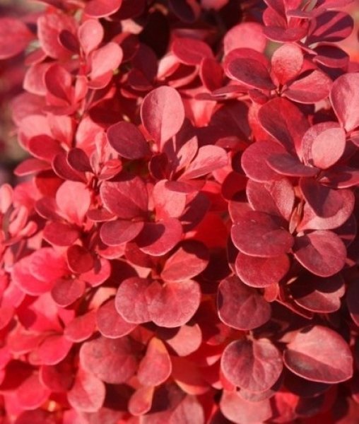 Барбарис тунберга Флоренс